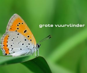vlinders 3