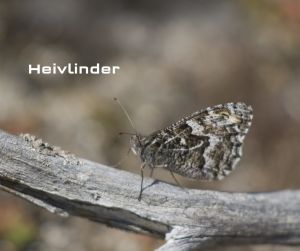 vlinders 2