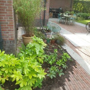 bamboe in de tuin 1