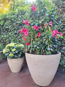 bloempotten