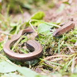 hazelworm