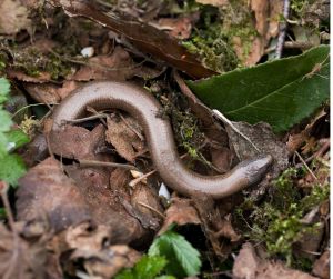 hazelworm