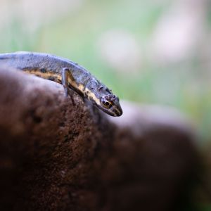 salamander