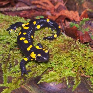 vuursalamander