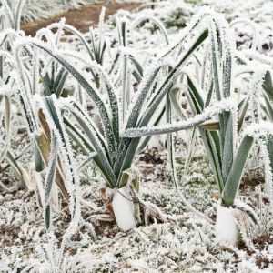 moestuinieren winter