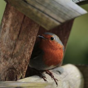 Vogels (bij)voeren 1