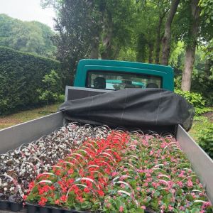 Zomerse taferelen 1