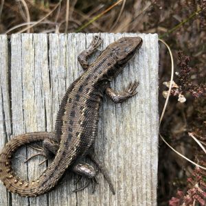 Ruud: amfibieen en reptielen in de tuin 1