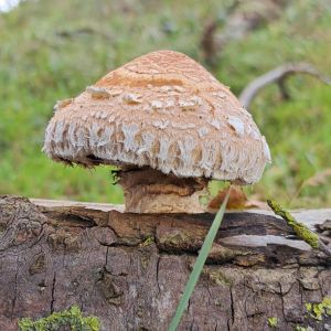 De gelukkige tuinbezitter 1