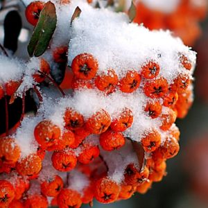 Vuurdoorn: de kleurrijke blikvanger in de tuin