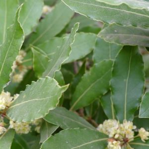 Laurier: deze plant heeft het allemaal